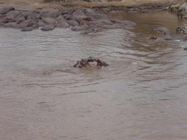 pa074986.jpg