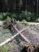 goatriverjohn035_small.jpg