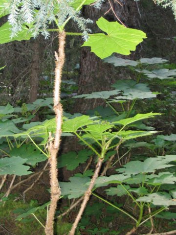 goatriver038.jpg