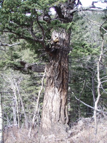 bullcreek0703002.jpg