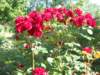 dscn0506_small.jpg