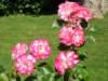 dscn0508_small.jpg