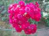 p7195992_small.jpg