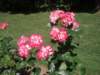 p7195999_small.jpg